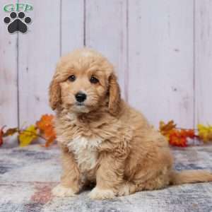 Oscar, Mini Goldendoodle Puppy